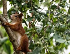 世俱杯分组-足球之夜的双重奏，塞内加尔的坚韧与厄德高的魔法