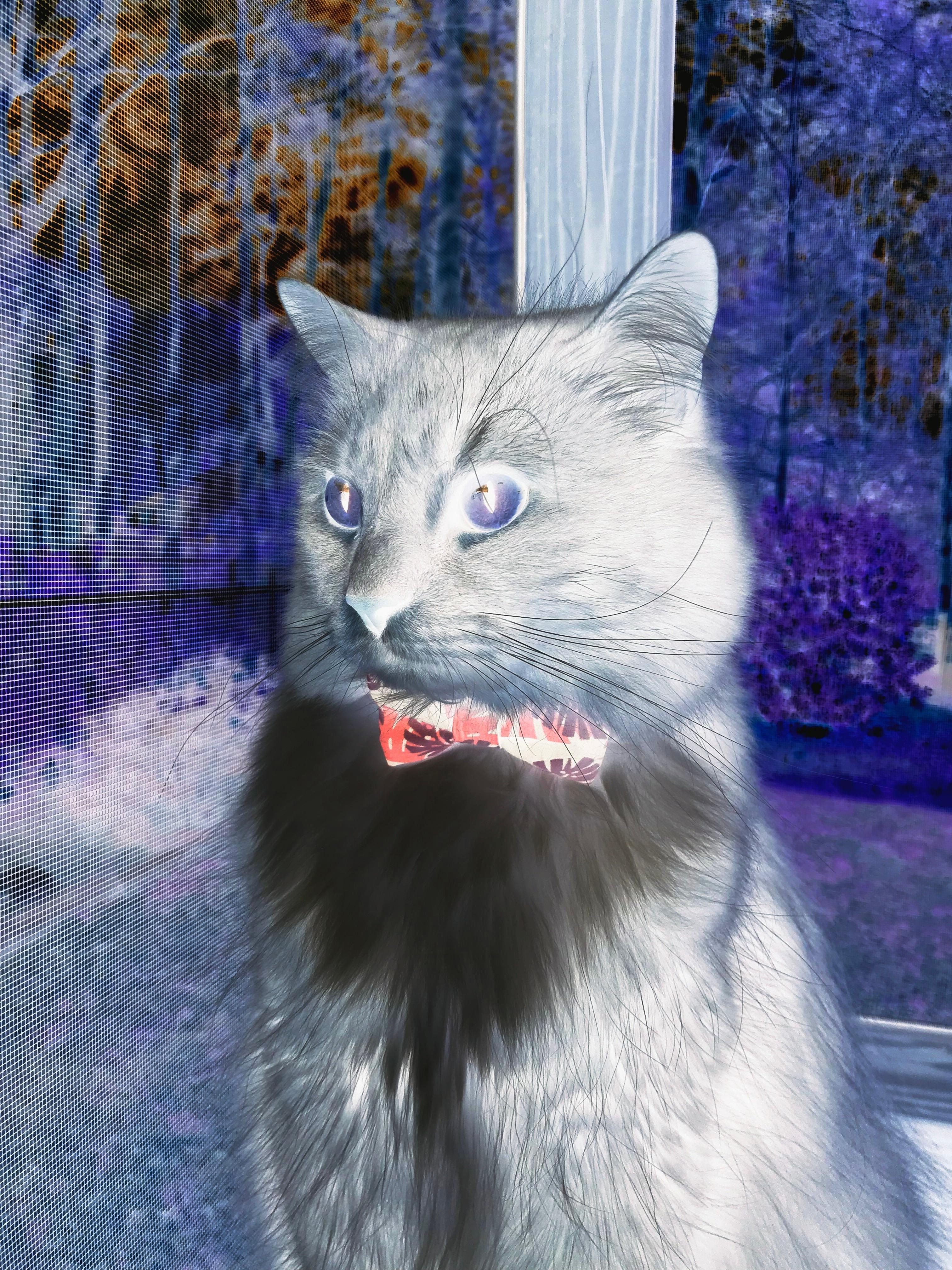 世俱杯赛程-篮球意志入侵绿茵场，当北京决胜热火，利拉德在英超戴上王冠