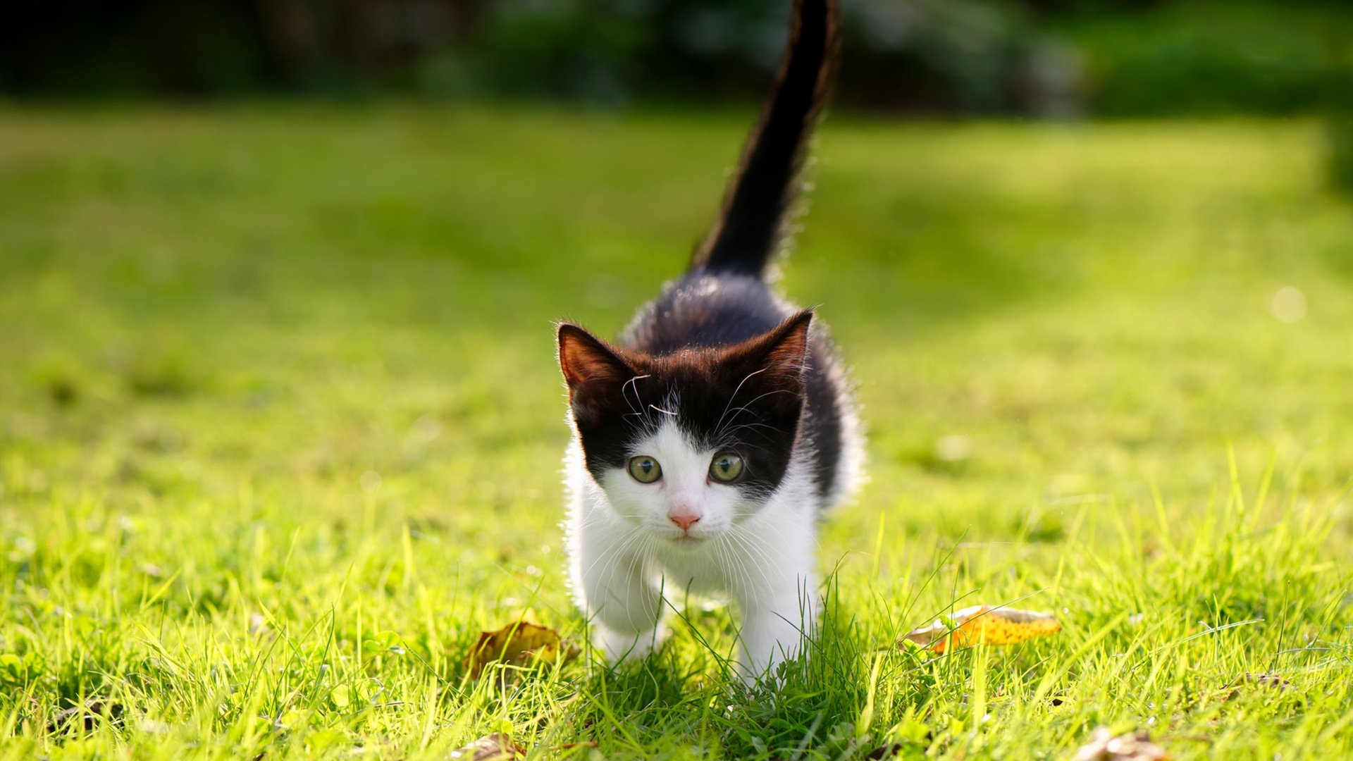 世俱杯直播-足球的棋盘,篮球的棋手,罗德里如何用西班牙节奏掌控NBA总决赛