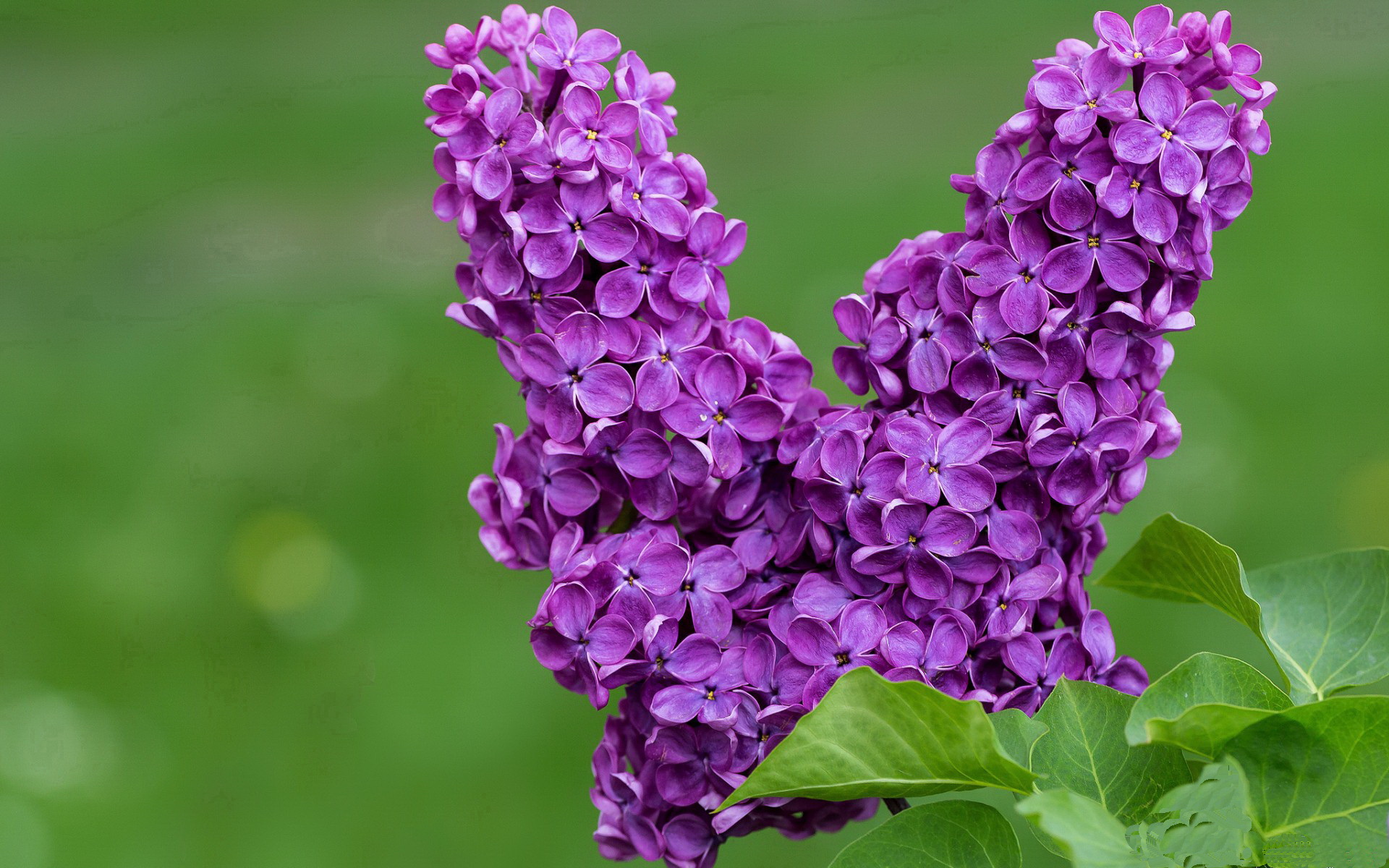 世俱杯2025-欧冠决赛之夜，福登以三冠王加冕礼打破所有质疑