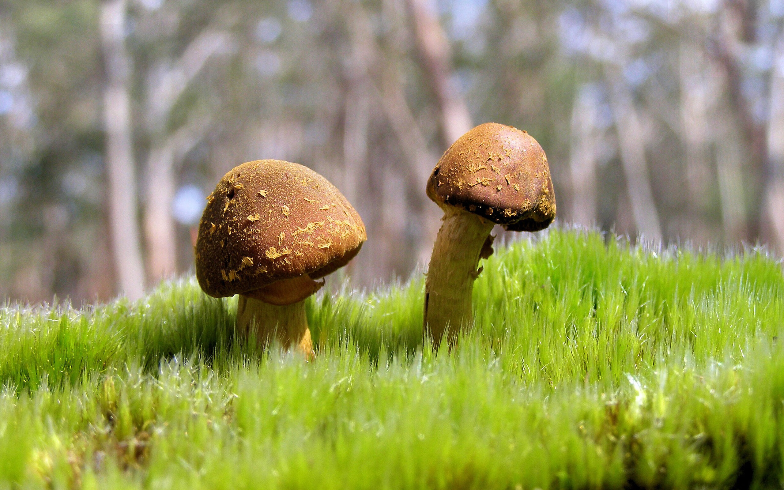 世俱杯2025-法比尼奥绝杀定乾坤，塞内加尔压哨击败韩国，关键先生一战成名