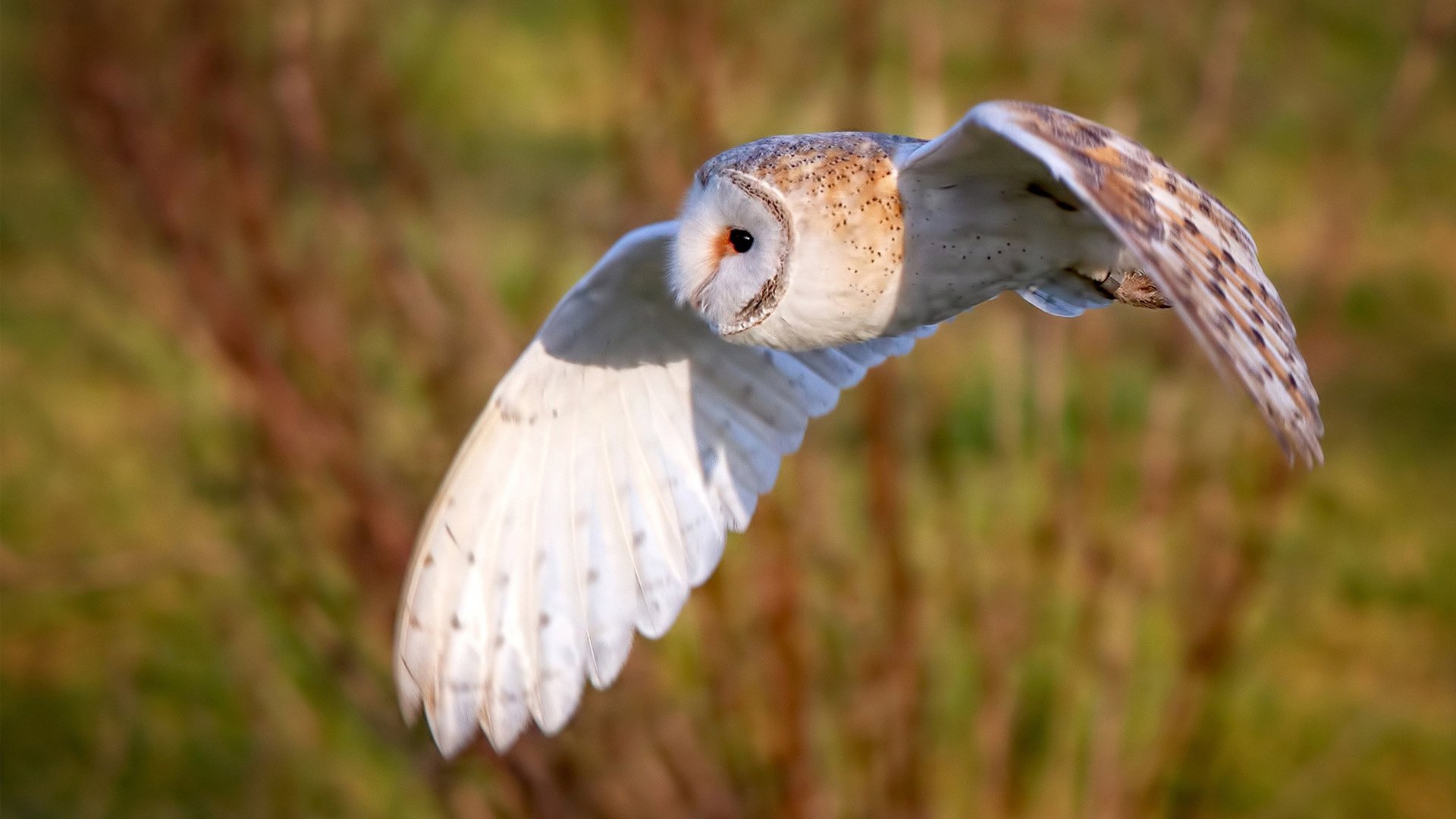 世俱杯参赛资格-绿茵场上的地缘博弈，贝林厄姆一锤定音，委内瑞拉制霸厄瓜多尔