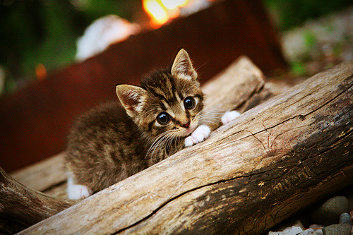 世俱杯分组-切特独揽风云主宰比赛走向，步行者火力全开压制浙江队奏凯