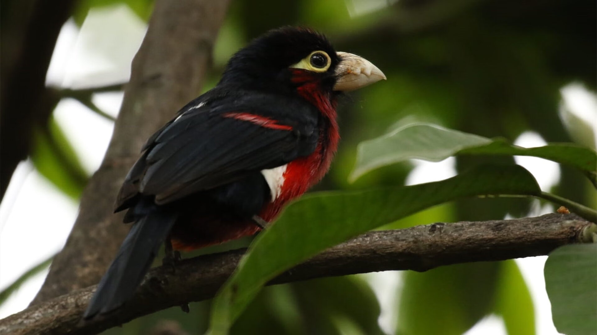 世俱杯-奥亚尔萨瓦尔独造三球,曼联与安哥拉友谊赛上演进球盛宴