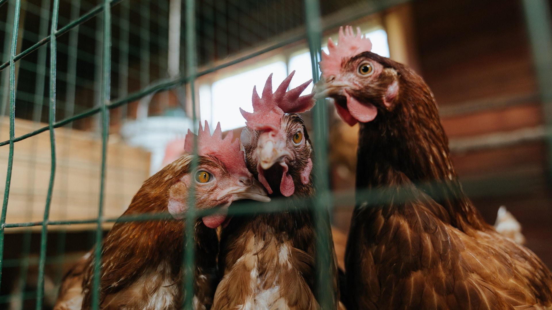 世俱杯参赛资格-北欧风暴席卷非洲草原，法比尼奥一锤定音，瑞典粉碎安哥拉